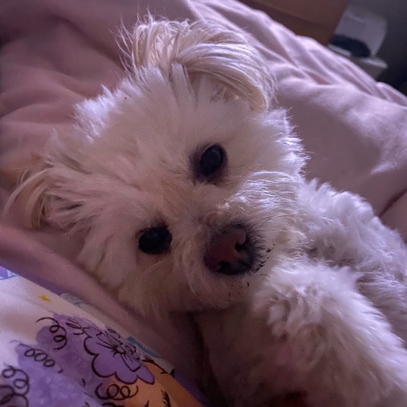 Meet your Posher, Jenny - Picture 1 of 1